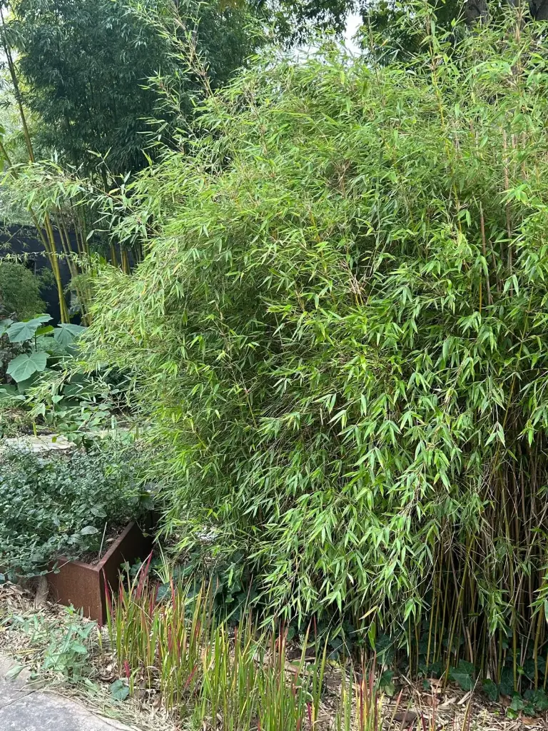 [53] Fargesia Denudata Lancaster 1