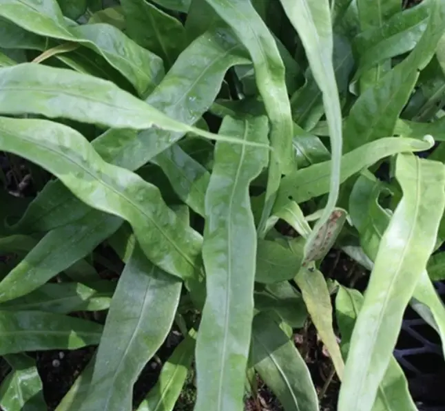 Neolepisorus Fortunei