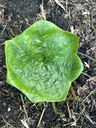 Podophyllum pleianthum Jiuz. 10