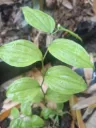 Disporum smilacinum 'Tairei Yaezaki'