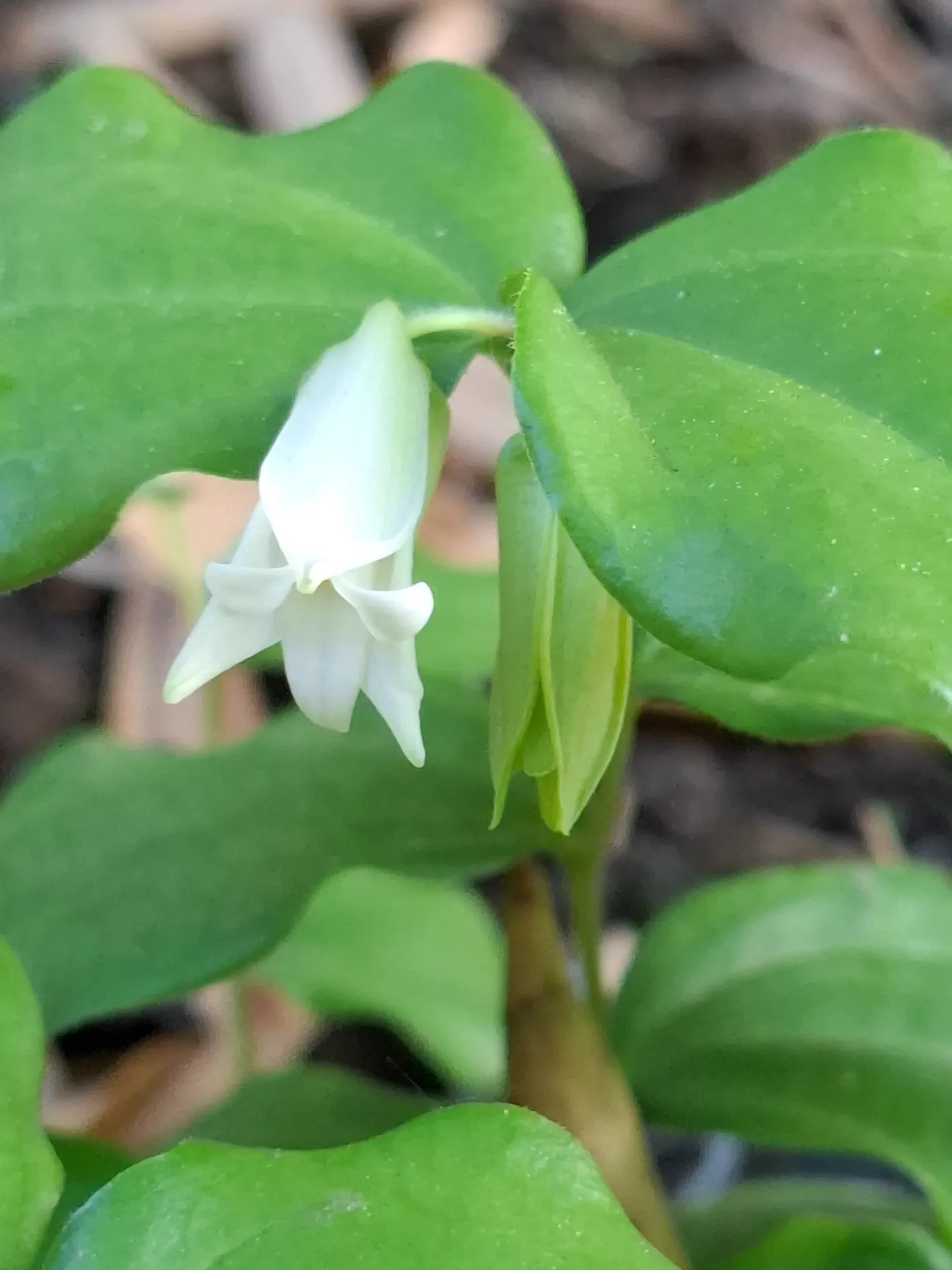 Disporum shimadae