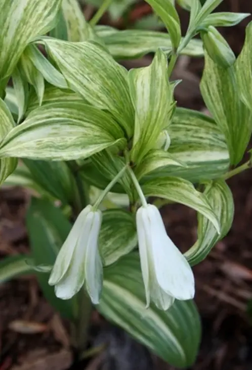 [304] Disporum sessile Kinga
