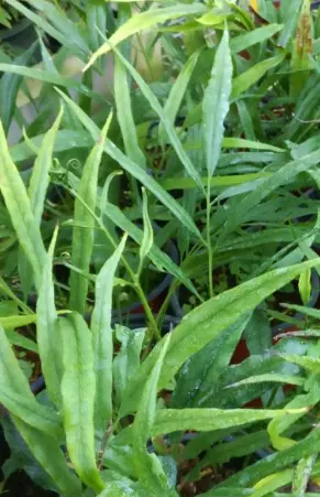 Coniogramme intermedia 'gracilis'