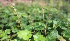 Mitella kiusiana BSWJ5401