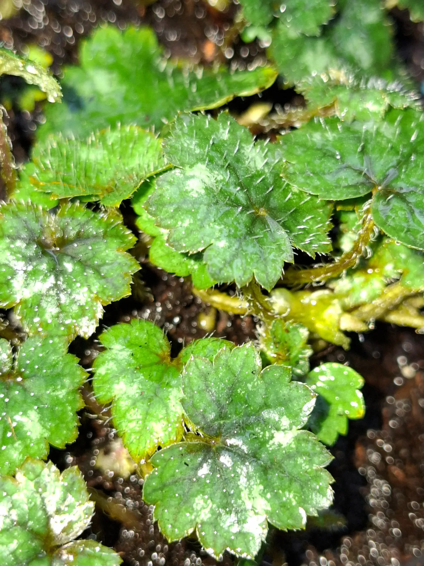 [293] Mitella kiusiana BSWJ5401