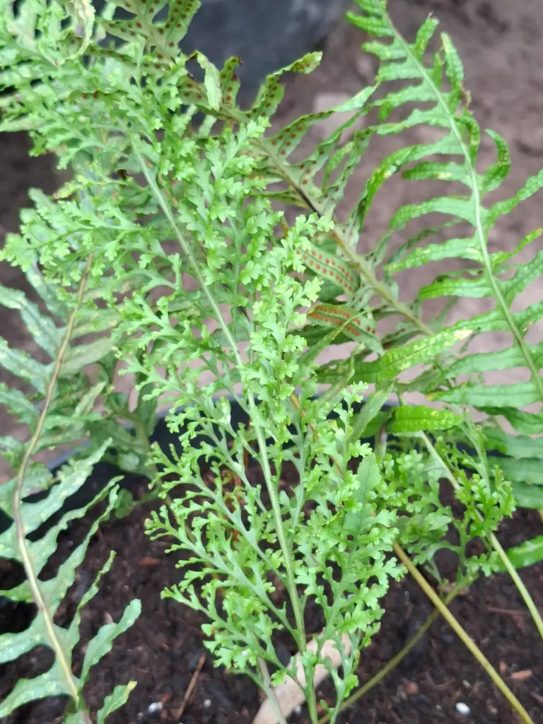 Polypodium Trichomanes Backhouse