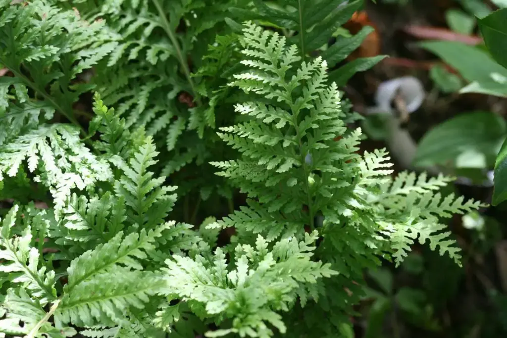 [298] Polypodium vulgare cornubiense