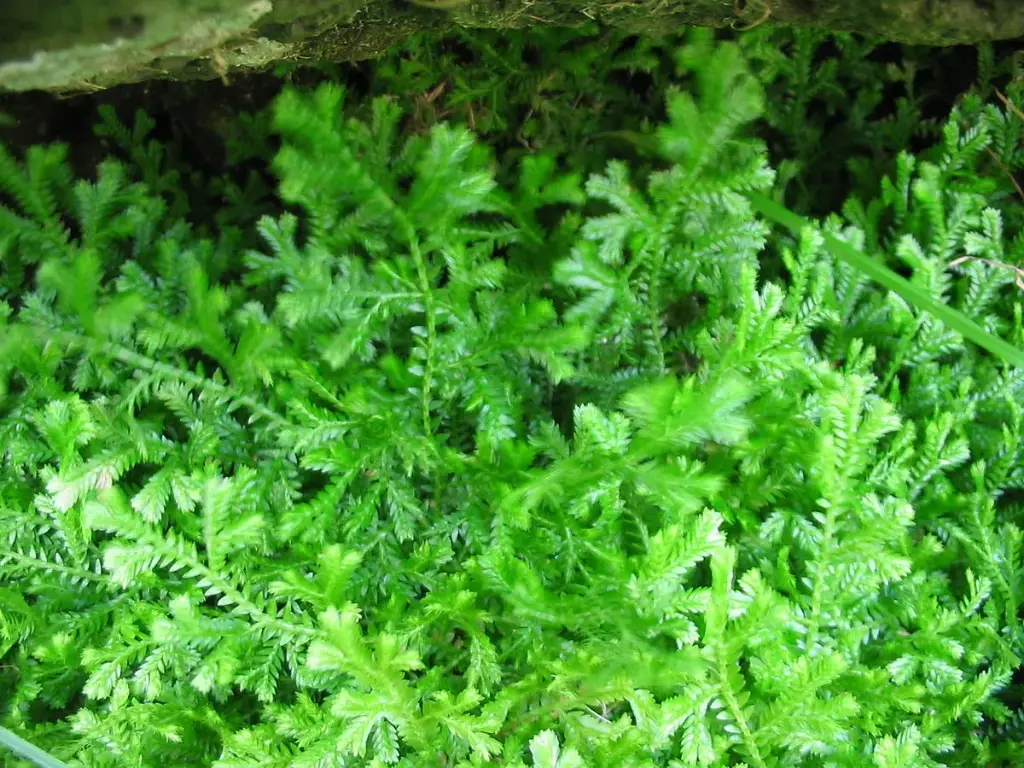 Selaginella kraussiana