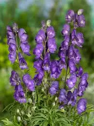 [299] Aconitum carmichaelii 'Arendsii'