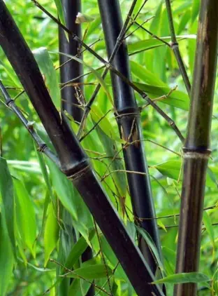 [51] Fargesia Nitida 'trebah'