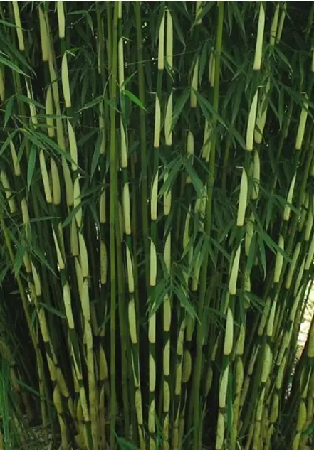 Fargesia Robusta 'Pingwu'