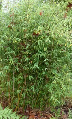 Fargesia Jiuzhaigou 2