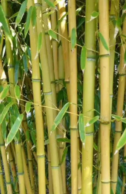 Phyllostachys Aureosulcata f. 'Aureocaulis'