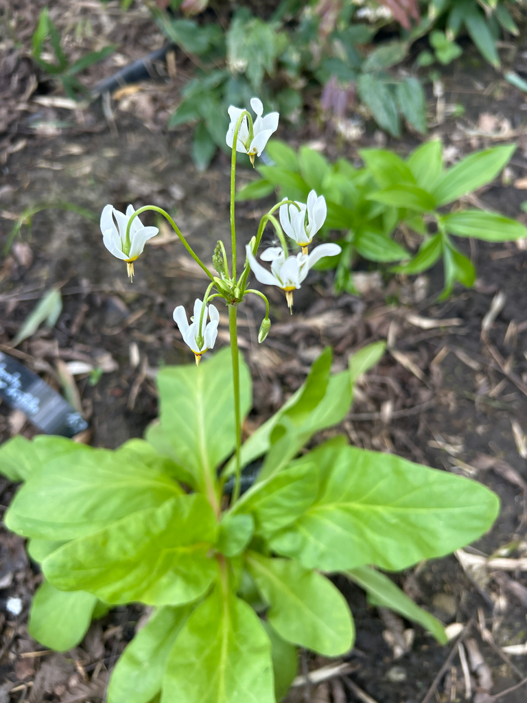 Dodecatheon maedia 'Alba'