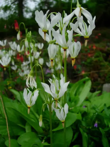 Dodecatheon maedia 'Alba'