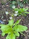 Dodecatheon maedia 'Alba'