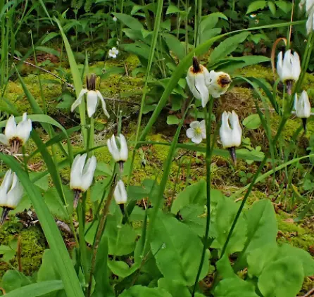 Dodecatheon dentatum hybr.