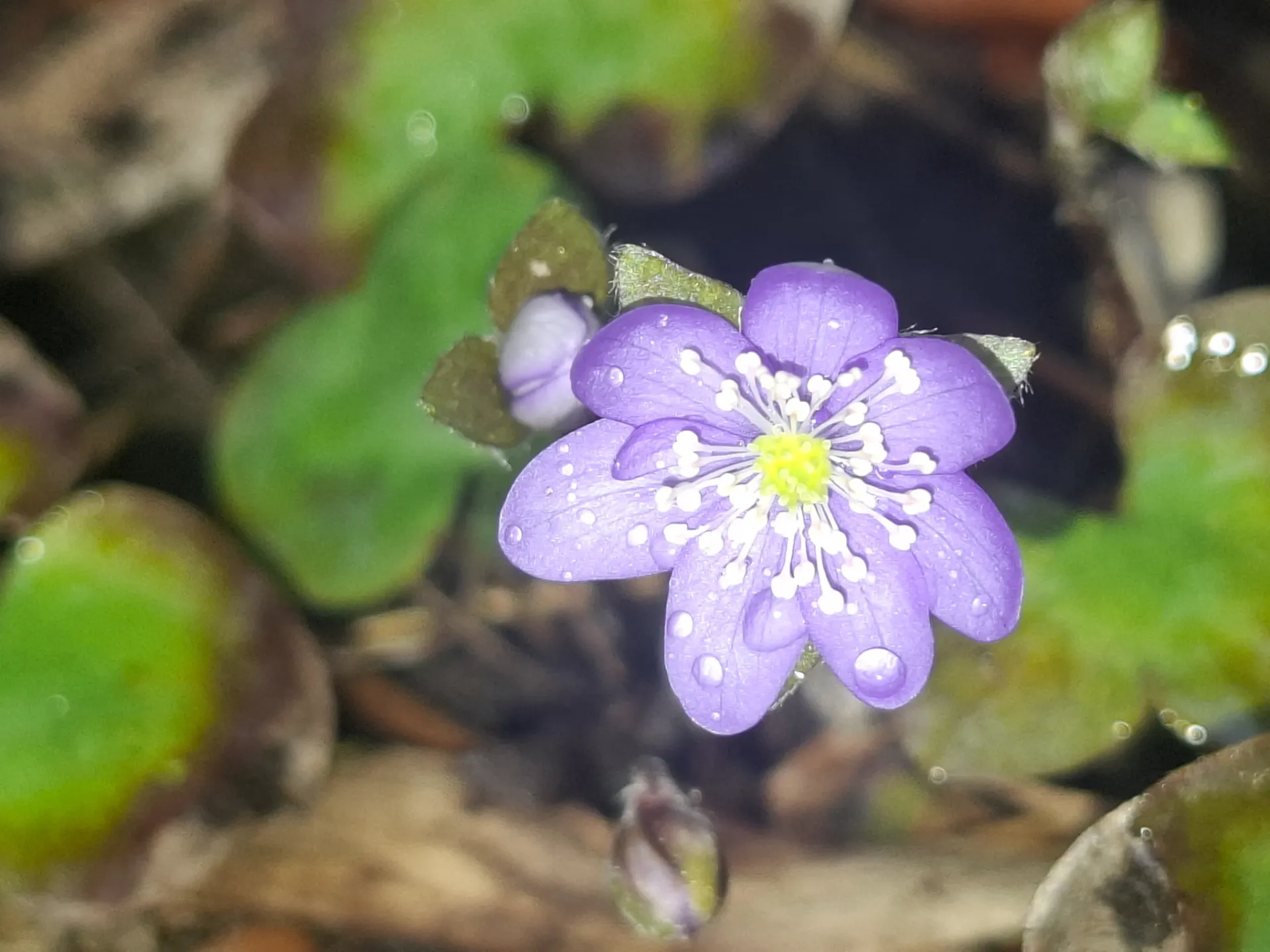 Hepatica nobilis donkerblauw