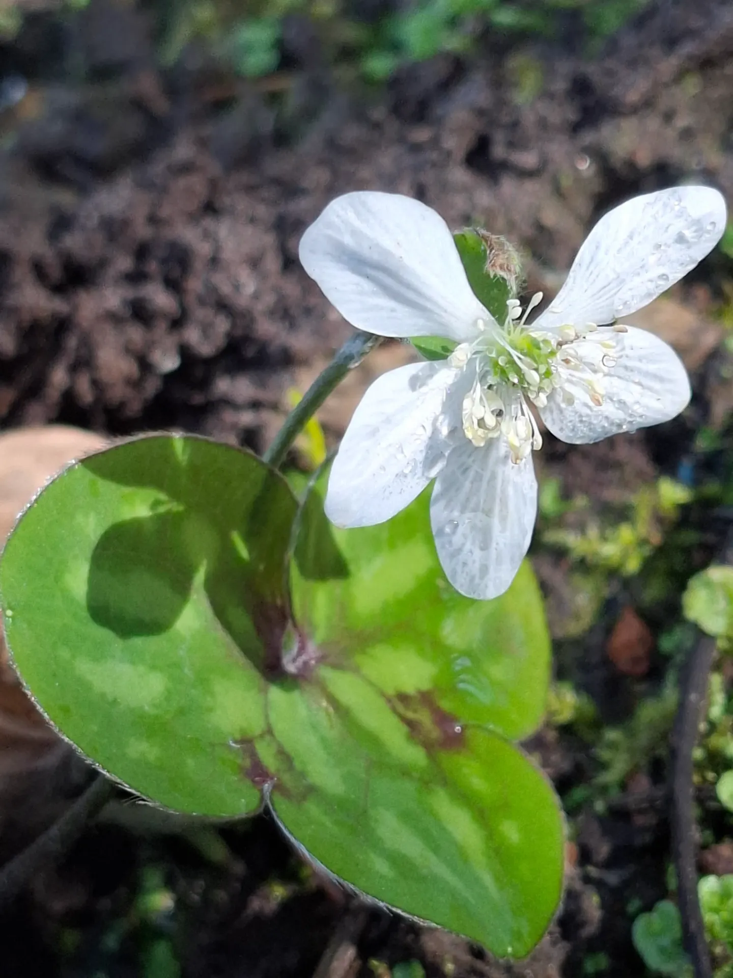 Hepatica nobilis pyrenaica 'Alba'