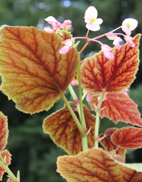 Begonia grandis subsp. holostyla 'Nanjiang Silver'
