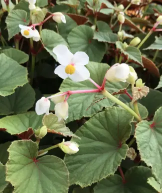 [82] Begonia grandis evansiana 'Alba'