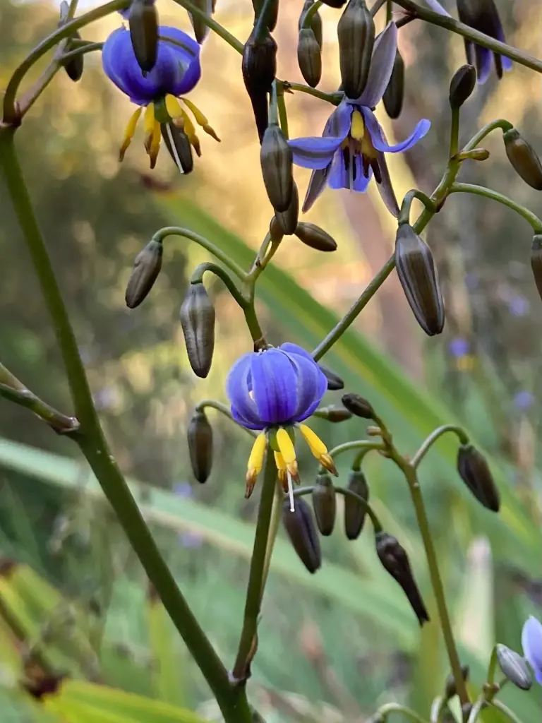 Dianella tasmanica