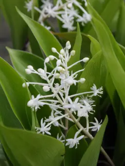 Speirantha convallaroides (syn. S. Gardenii)