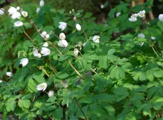 [102] Isopyrum thalictroides