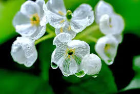 Diphylleia grayi