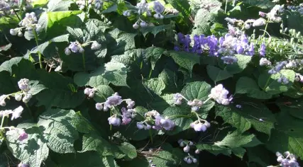 Deinanthe bifida X caerula 'Blue Wonder'
