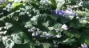 Deinanthe bifida X caerula 'Blue Wonder'