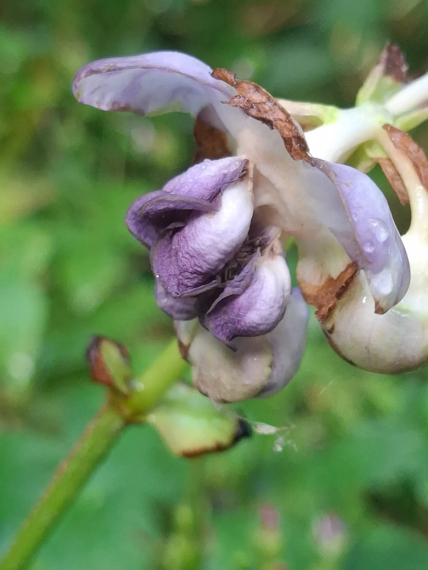 Deinanthe bifida X caerula 'Blue Wonder'