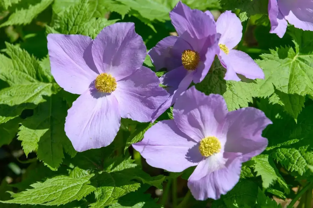 Glaucidium palmatum