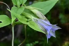 Tripterospermum sp. HeHeHe 220