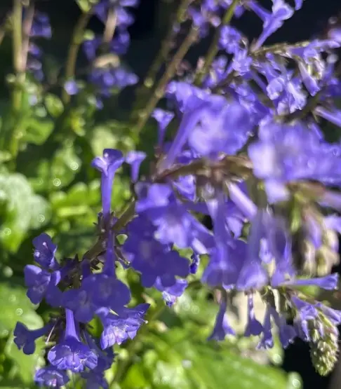 Wulfenia x Schwarzii