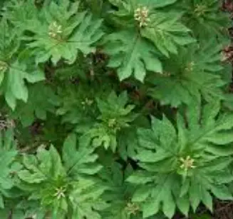 Triosteum pinnatifidum