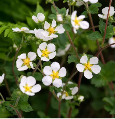 Potentilla alba