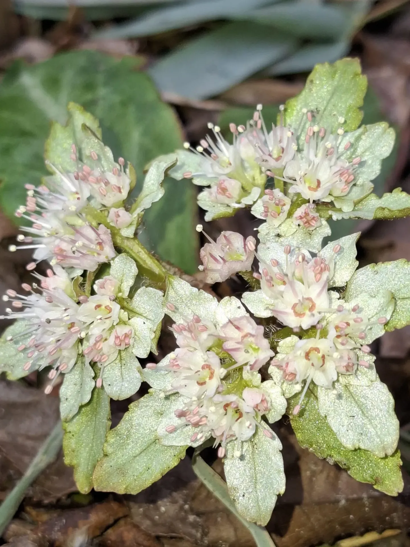 Chrysosplenium macrophyllum