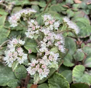 Chrysosplenium macrophyllum