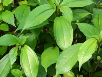 Pilea platanifolia 'Glossy'