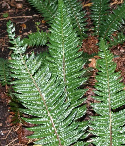 Polystichum squarrosum