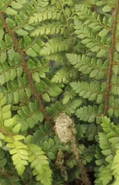 [314] Polystichum x Dycei