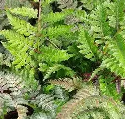 Polystichum setiferum 'Woolastonii'