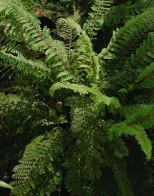 Polystichum setiferum 'Nantes' 