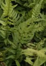 Polystichum setiferum 'Nantes - Jos Dijck'