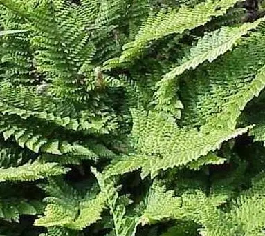 [317] Polystichum setiferum x proliferum