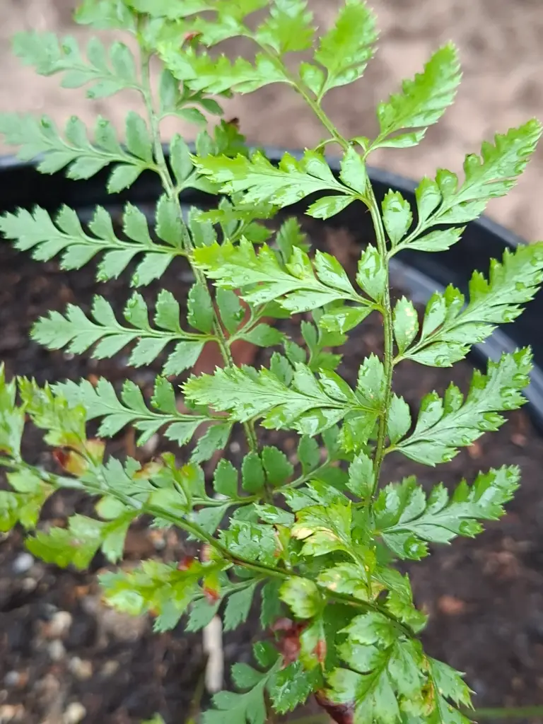 Polystichum proliferum (grof)