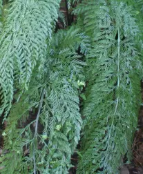 [319] Asplenium bulbiferum ssp. Gracillimum
