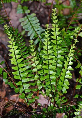 [332] Asplenium monanthes