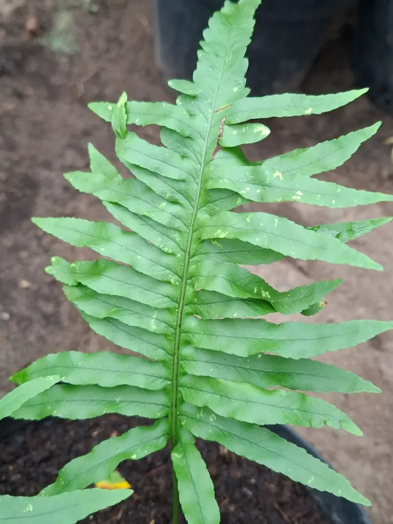 Polypodium cambricum 'macrostachyon'